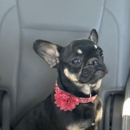 Cardi - French Bulldog