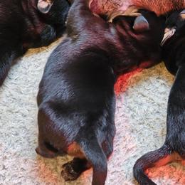 Girl 1 - Black and mahogany female Rottweiler puppy in Bartonsville, Pennsylvania from Karol's Rottweilers