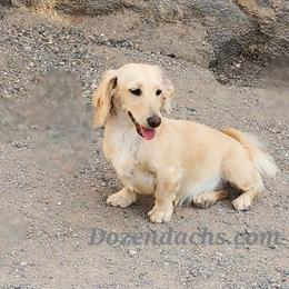 Blondie - Dachshund