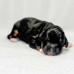 Jack - male Australian Mountain Doodle puppy in Sharpsburg, Georgia from Steindoodles
