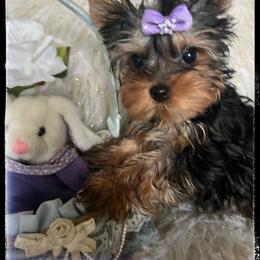 Styx - Blue and gold male Yorkshire Terrier puppy in Darrington, Washington from Seven Cedars Yorkies