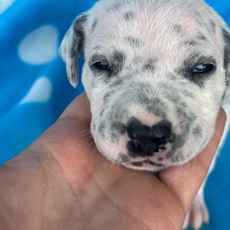 Heath - White and black male Dalmatian puppy in Austin, Texas from Dazzling Dalz