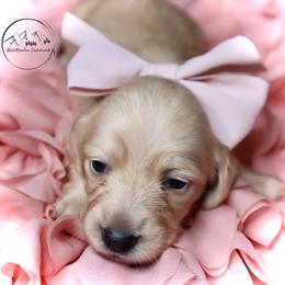 Dachshund Puppies from Bald Mountain Dachshunds