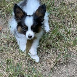 Papillon Puppies from Sapphire Papillons
