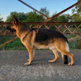 Kaiser - German Shepherd