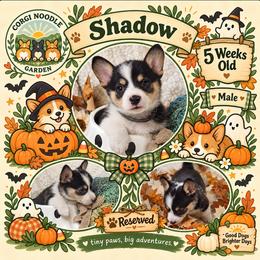 Shadow - Black and tan male Pembroke Welsh Corgi puppy in Garden Grove, California from Corgi Noodles Garden