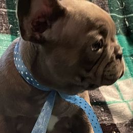 French Bulldogs and Rottweilers from Vom Schwarzen-Eis Rottweilers