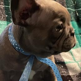 French Bulldogs and Rottweilers from Vom Schwarzen-Eis Rottweilers