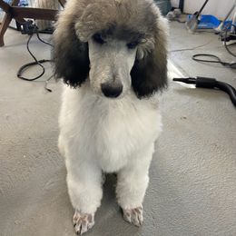 Poodle Puppies from High Mesa Standards