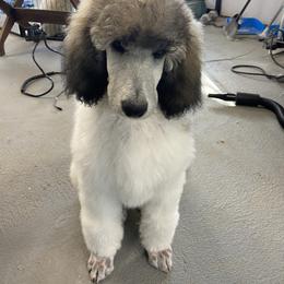 Poodle Puppies from High Mesa Standards