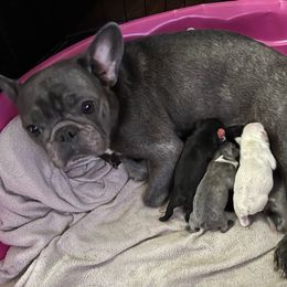 Genesis - French Bulldog