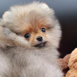 Ash - Orange sable male Pomeranian puppy in Mill Plain, Washington from Perfect Poms