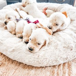 Pick 6 - Light golden male Golden Retriever puppy in Deer Lodge, Tennessee from SelahGold