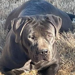 Boerboels from River Region Boerboels
