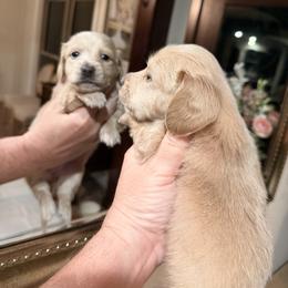 CARDI - Red female Dachshund puppy in Ville Platte, Louisiana from Cajun Pawfection