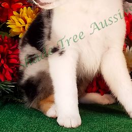 Miniature American Shepherds, Miniature Australian Shepherds, and Toy Australian Shepherds from Shade Tree Aussies