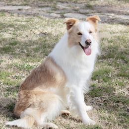 Jesse - Border Collie