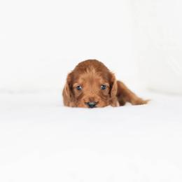 Waffles - Red male Cavapoo puppy in Daphne, Alabama from Harper Doodles