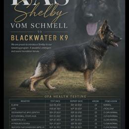Shelby - German Shepherd