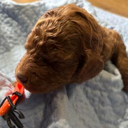 Orange Collar - Red  female Poodle puppy in Henagar, Alabama from Windy Oak Kennels