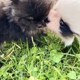 Pomeranian Puppies from TiaZ Poms