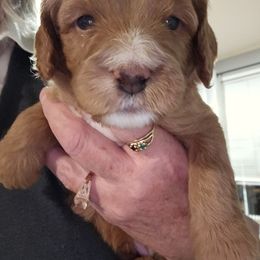 Assorted Doodle Crosses, Cavapoo, and Goldendoodle Puppies from Debbie's Puppies