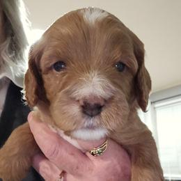 Assorted Doodle Crosses, Cavapoo, and Goldendoodle Puppies from Debbie's Puppies