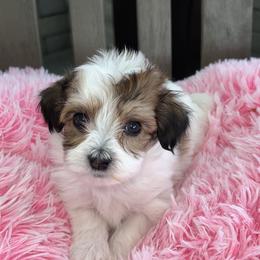 Honey - Red female Havanese puppy in Pima County, Arizona from Havanese of the Sonoran Desert
