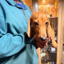 Henry - Red male Dachshund puppy in Gavilan Hills, California from Bacchanal Kennel/Ranch