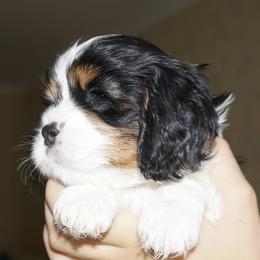 Cavalier King Charles Spaniel Puppies from London Fog Cavaliers