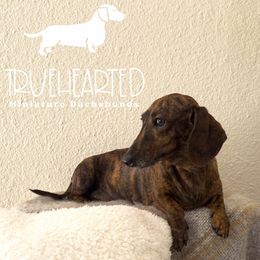 Jovie - Dachshund