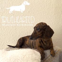 Jovie - Dachshund