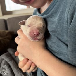 Male puppy pick 6 - Light golden male Golden Retriever puppy in Colville, Washington from Columbia Ridge Goldens
