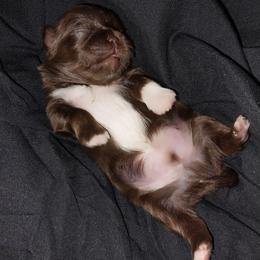 Burton chocolate parti - Chocolate male Shih Tzu puppy in Arcadia, Florida from Kitsune Cuddles and kisses