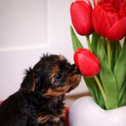 Girl 2 - Black and tan female Yorkshire Terrier puppy in Carmichael, California from Mckeever's Yorkies