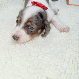 Ember - Dapple female Dachshund puppy in Mansfield, Missouri from Owens Farm
