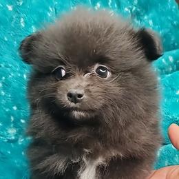 Boy 1 - Black male Pomeranian puppy in Tulsa, Oklahoma from CP Kennels