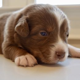 Anthem - female Australian Shepherd puppy in Lyons, Georgia from Canyon South Aussies