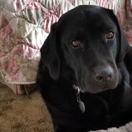 Labrador Retrievers from Wag More English Labradors