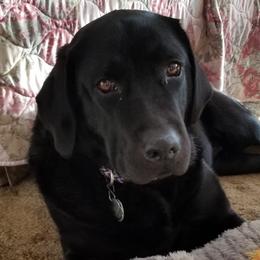 Labrador Retrievers from Wag More English Labradors