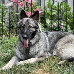 Molly - Shiloh Shepherd