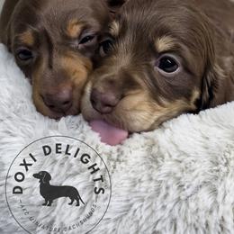 Dachshund Puppies from Doxi Delights AKC Miniature Dachshunds