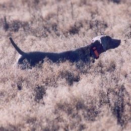 Weimaraners from Timberdoodle Weimaraners