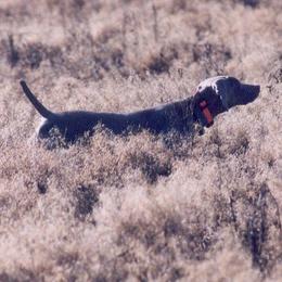 Weimaraners from Timberdoodle Weimaraners
