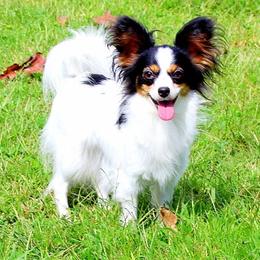 Butter - Papillon