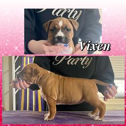 Vixen See Videos - Red female American Staffordshire Terrier puppy in Marietta, Georgia from Ambition Amstaffs