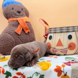 Orange - Chocolate male Labrador Retriever puppy in Heath Springs, South Carolina from Rich Hill Retrievers
