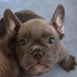 JJ - Fawn and white male French Bulldog puppy in Whittier, California from West Coast Bullies & Frenchies