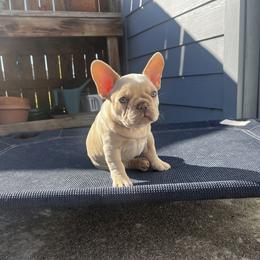 French Bulldog Puppies from Foster Lake Frenchies