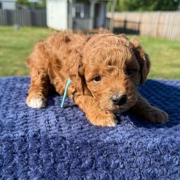 Lt. Blue Collar - Red  male Poodle puppy in Huntsville, Alabama from Flint River Poodles